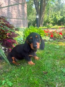 Mini Dachshund Puppies - Photo 4