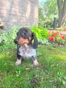 Mini Dachshund Puppies - Photo 5