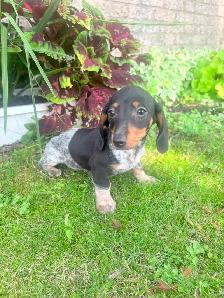 Mini Dachshund Puppies - Photo 6