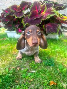 Mini Dachshund Puppies - Photo 7