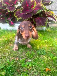 Mini Dachshund Puppies - Photo 8