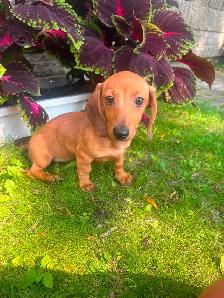 Mini Dachshund Puppies - Photo 9