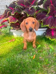 Mini Dachshund Puppies - Photo 10