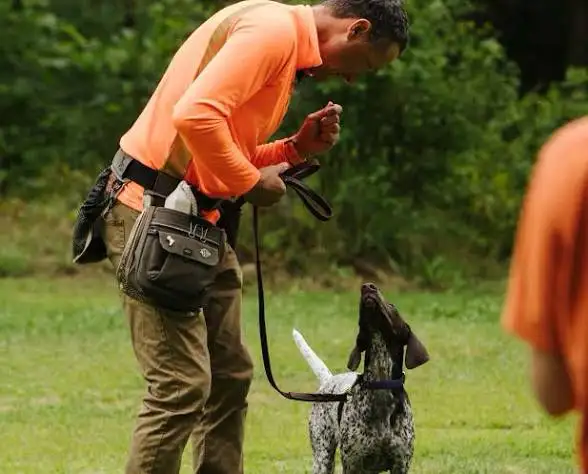 obedience dog training and basic dog training