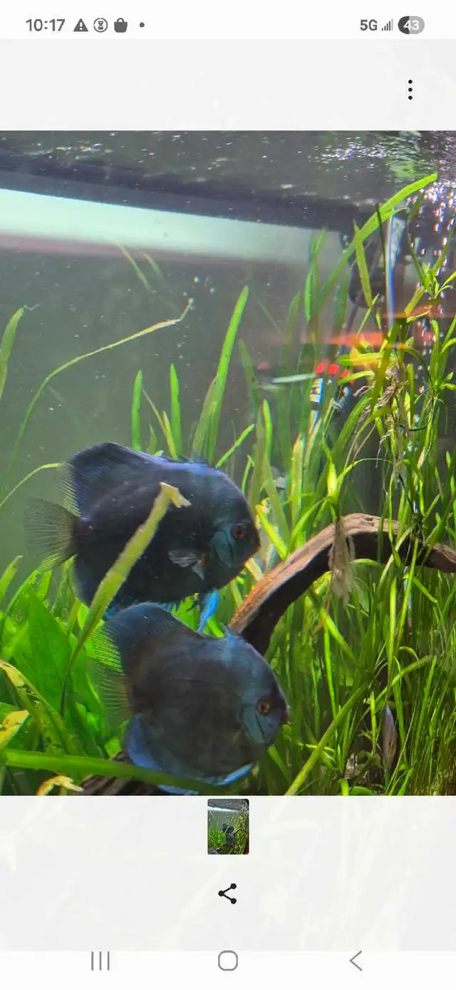 90 Gallon Planted Tank with Discus Breeding Pair