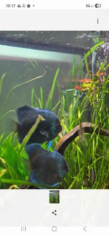90 Gallon Planted Tank with Discus Breeding Pair
