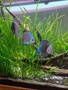 90 Gallon Planted Tank with Discus Breeding Pair - Photo 2