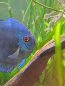 90 Gallon Planted Tank with Discus Breeding Pair - Photo 3