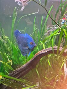 90 Gallon Planted Tank with Discus Breeding Pair - Photo 4