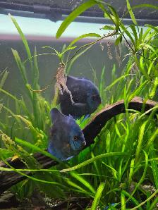 90 Gallon Planted Tank with Discus Breeding Pair - Photo 5