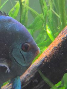 90 Gallon Planted Tank with Discus Breeding Pair - Photo 6