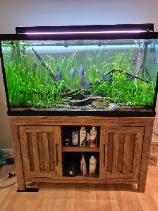 90 Gallon Planted Tank with Discus Breeding Pair - Photo 7