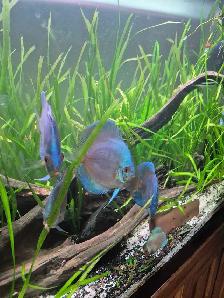 90 Gallon Planted Tank with Discus Breeding Pair - Photo 8