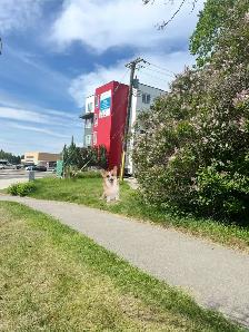 MasterRoom w Private Bathroom - near Lions Park ctrain &SAIT - Photo 9