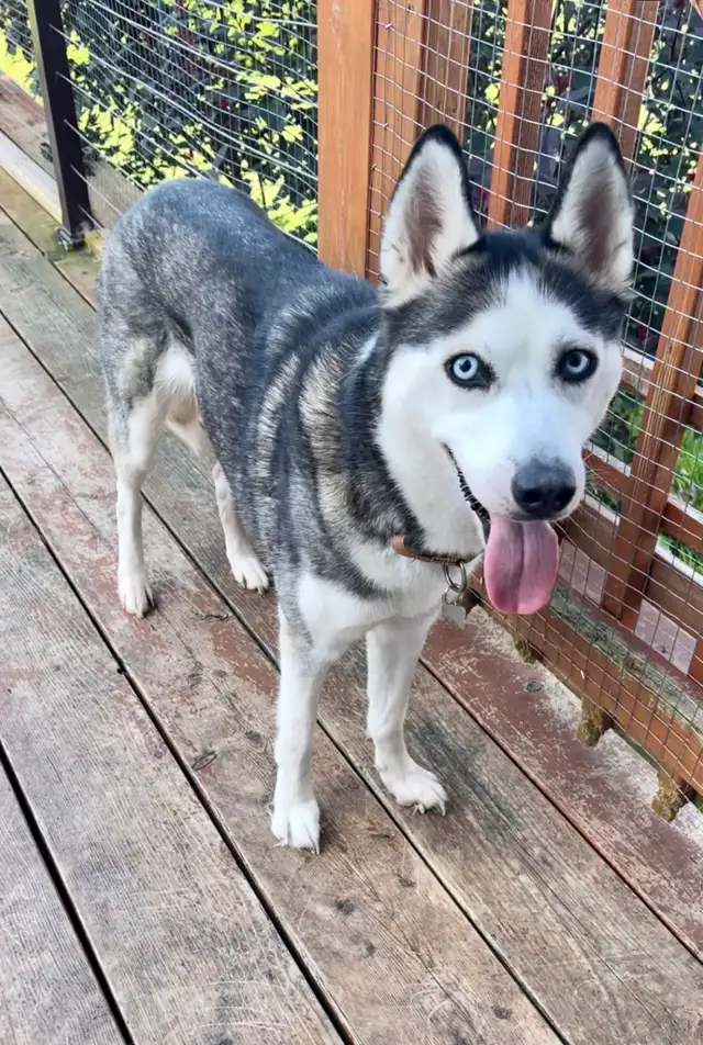 Beautiful Siberian Husky