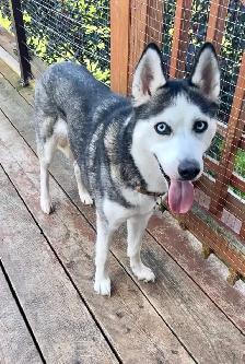 Beautiful Siberian Husky