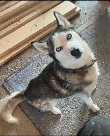 Beautiful Siberian Husky - Photo 2