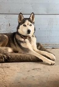 Beautiful Siberian Husky - Photo 3