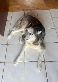 Beautiful Siberian Husky - Photo 4