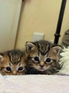 beautiful kittens availabe for adoption