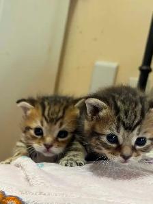 beautiful kittens availabe for adoption - Photo 2