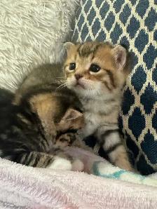 beautiful kittens availabe for adoption - Photo 3