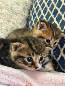 beautiful kittens availabe for adoption - Photo 4