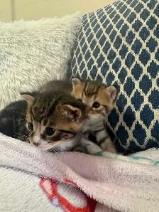 beautiful kittens availabe for adoption - Photo 5