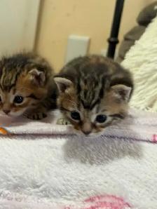 beautiful kittens availabe for adoption - Photo 6
