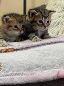 beautiful kittens availabe for adoption - Photo 7