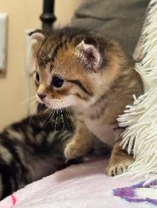 beautiful kittens availabe for adoption - Photo 8