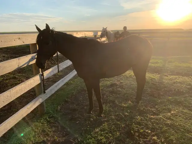 trail horse