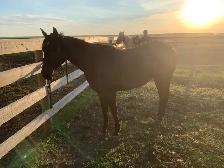 trail horse