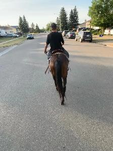 trail horse - Photo 2