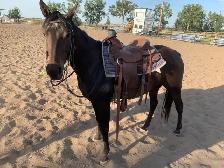 trail horse - Photo 3