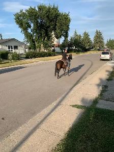 trail horse - Photo 4