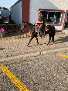 trail horse - Photo 5
