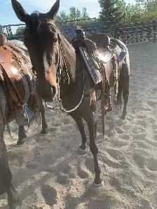 trail horse - Photo 6