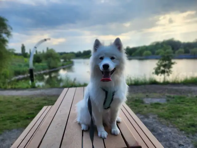 Samoyed femelle 1 an et demie
