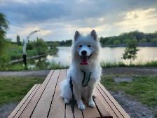 Samoyed femelle 1 an et demie
