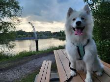 Samoyed femelle 1 an et demie - Photo 2