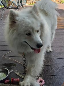 Samoyed femelle 1 an et demie - Photo 3