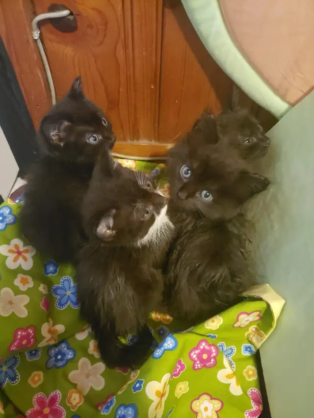 Free kittens!