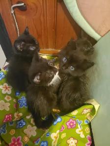 Free kittens!