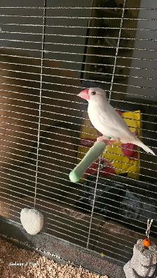 Padda de Java oiseau