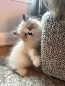 Ragdoll kitten Ready for New Loving home 2 white seal Blue eyes