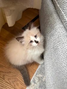 Ragdoll kitten Ready for New Loving home 2 white seal Blue eyes - Photo 2