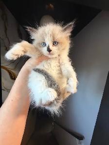 Ragdoll kitten Ready for New Loving home 2 white seal Blue eyes - Photo 3