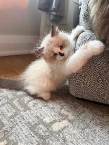 Ragdoll kitten Ready for New Loving home 2 white seal Blue eyes - Photo 4