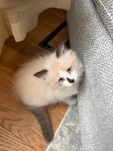 Ragdoll kitten Ready for New Loving home 2 white seal Blue eyes - Photo 5